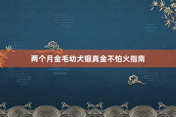 两个月金毛幼犬锻真金不怕火指南
